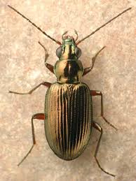 Attēlu rezultāti vaicājumam “Bembidion litorale”