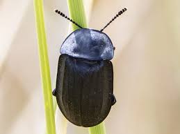 Attēlu rezultāti vaicājumam “Silpha sp.”