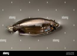 Attēlu rezultāti vaicājumam “Gyrinidae”