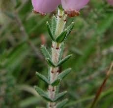 Attēlu rezultāti vaicājumam “Erica tetralix leaf”