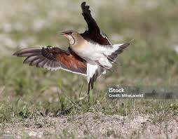 Image result for Glareola pratincola