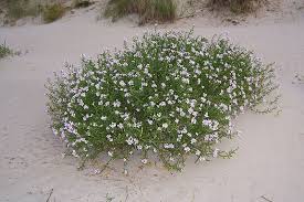Attēlu rezultāti vaicājumam “Cakile maritima subsp. baltica flower”