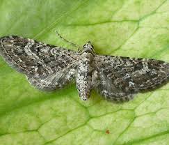 Attēlu rezultāti vaicājumam “Eupithecia icterata female”