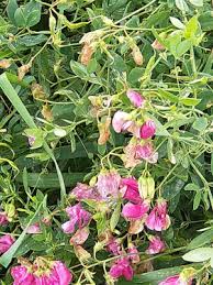Attēlu rezultāti vaicājumam “Lathyrus tuberosus bud”