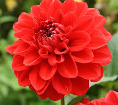 Image result for Dahlia `Red Skin`