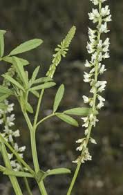 Attēlu rezultāti vaicājumam “Melilotus albus leaf”