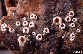 Attēlu rezultāti vaicājumam “Stictis”