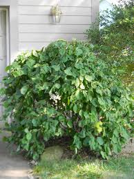 Attēlu rezultāti vaicājumam “Corylus avellana”