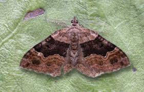 Attēlu rezultāti vaicājumam “Xanthorhoe quadrifasiata”