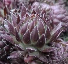 Attēlu rezultāti vaicājumam “Jovibarba globifera leaf”