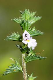 Image result for Euphrasia stricta