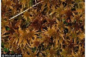 Attēlu rezultāti vaicājumam “Sphagnum fallax”