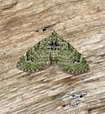 Attēlu rezultāti vaicājumam “Chloroclystis v-ata”