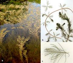 Attēlu rezultāti vaicājumam “Myriophyllum alterniflorum leaf”