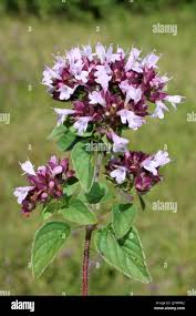 Attēlu rezultāti vaicājumam “Origanum majorana flower”