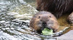 Image result for Beaver Sc