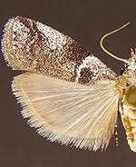 Attēlu rezultāti vaicājumam “Hypochalcia ahenella”