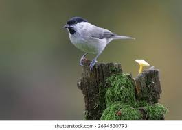 Attēlu rezultāti vaicājumam “Poecile palustris adult”