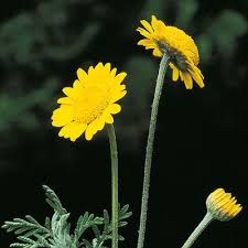 Image result for Anthemis tinctoria