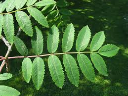 Attēlu rezultāti vaicājumam “Sorbus aucuparia”