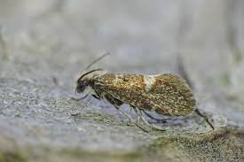 Attēlu rezultāti vaicājumam “Eriocraniidae”