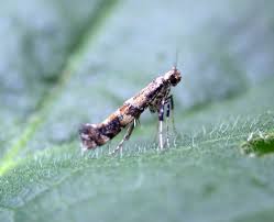Attēlu rezultāti vaicājumam “Gracillaria syringella larva”