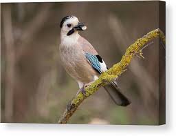 Attēlu rezultāti vaicājumam “Garrulus glandarius”