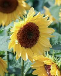 Image result for Sonnenblume