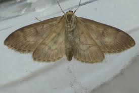 Attēlu rezultāti vaicājumam “Anania lancealis”