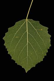 Attēlu rezultāti vaicājumam “Populus tremula leaf”