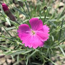 Image result for Dianthus gratianopolitanus