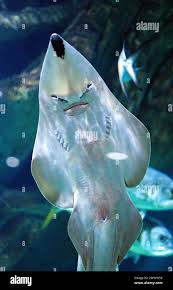 Image result for Rhinobatos rhinobatos