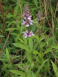 Attēlu rezultāti vaicājumam “Stachys palustris leaf”