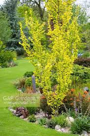 Attēlu rezultāti vaicājumam “Ulmus x hollandica”