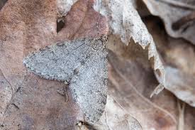 Attēlu rezultāti vaicājumam “Trichopteryx carpinata”