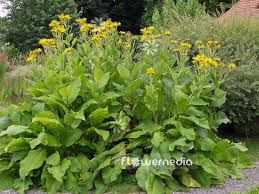 Attēlu rezultāti vaicājumam “Inula helenium”