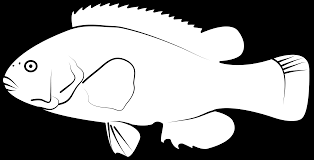 Image result for Tautoga onitis