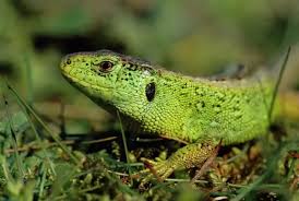 Attēlu rezultāti vaicājumam “Lacerta agilis male”