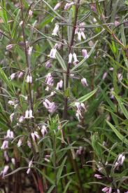Attēlu rezultāti vaicājumam “Polygonatum verticillatum”