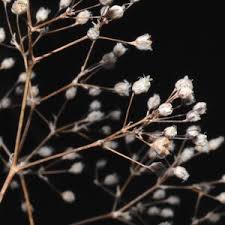 Attēlu rezultāti vaicājumam “Gypsophila paniculata bud”