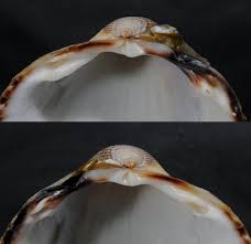 Attēlu rezultāti vaicājumam “Colloderma oculatum sessile”