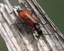 Attēlu rezultāti vaicājumam “Anthocomus rufus”