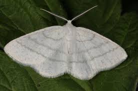 Attēlu rezultāti vaicājumam “Cabera pusaria”