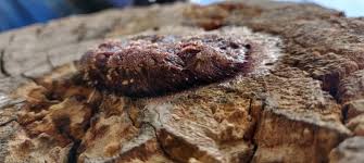 Attēlu rezultāti vaicājumam “Stemonitis marjana stalked”