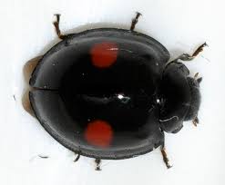 Attēlu rezultāti vaicājumam “Chilocorus renipustulatus”