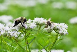 Attēlu rezultāti vaicājumam “Craterium minutum young”