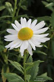 Image result for Leucanthemella serotina