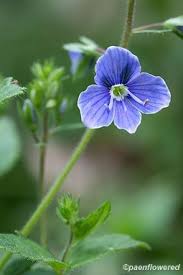 Attēlu rezultāti vaicājumam “Veronica chamaedrys leaf”