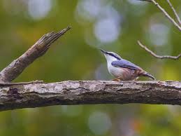 Image result for Sitta europaea