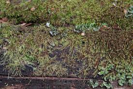 Attēlu rezultāti vaicājumam “Nowellia curvifolia”